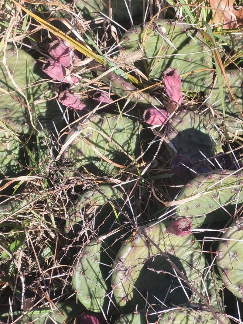 Opuntia mesacantha photo 4