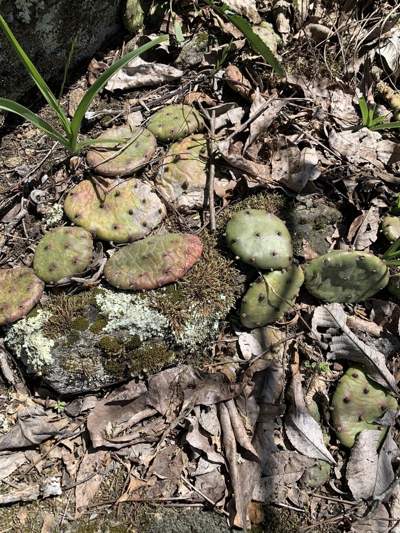 Opuntia mesacantha photo 5
