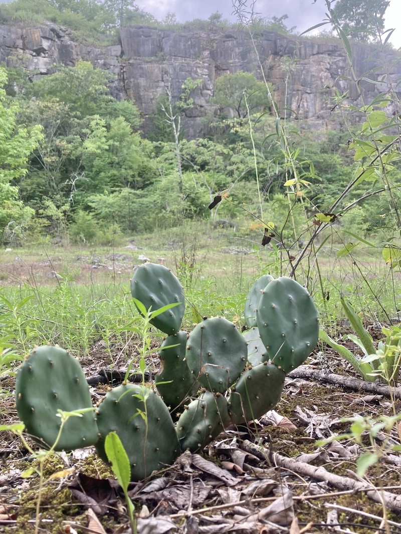 Opuntia mesacantha photo 6
