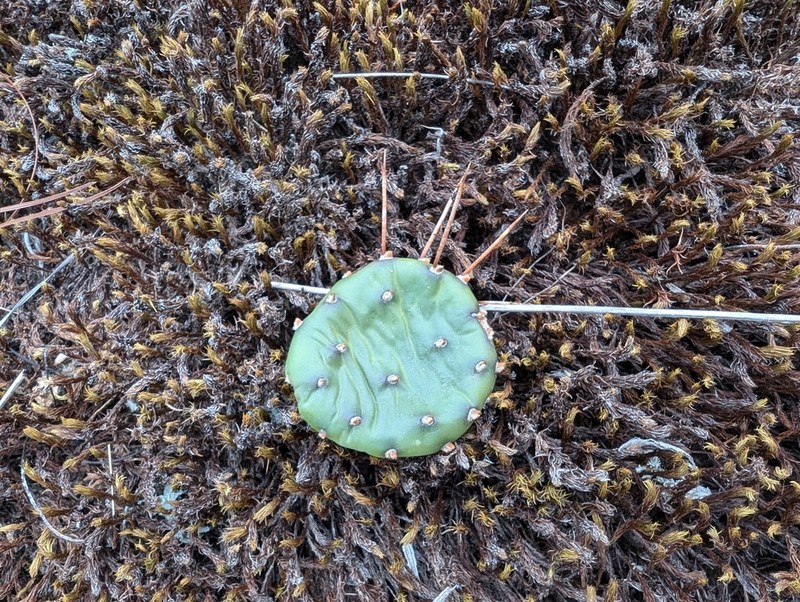 Opuntia mesacantha photo 8