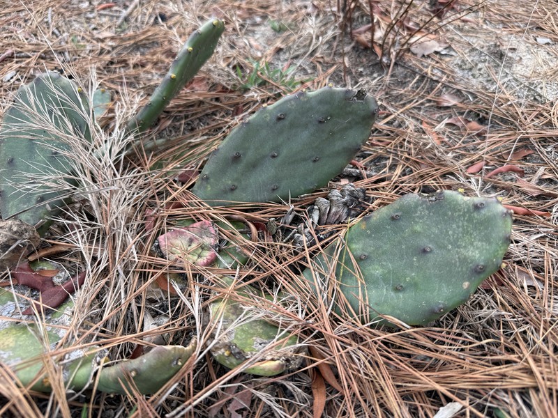 Opuntia mesacantha subsp. lata