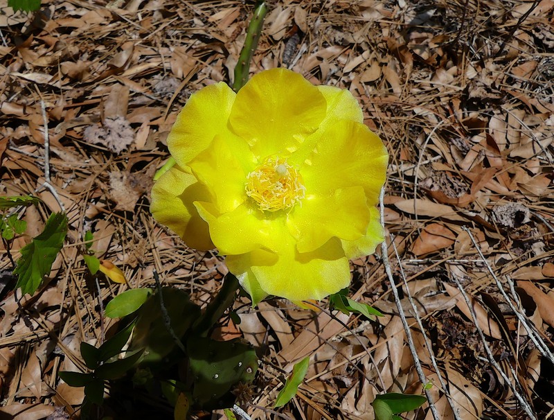 Opuntia mesacantha subsp. lata photo 2