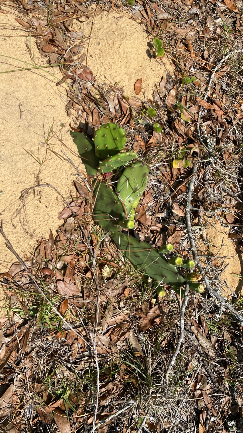 Opuntia mesacantha subsp. lata photo 3