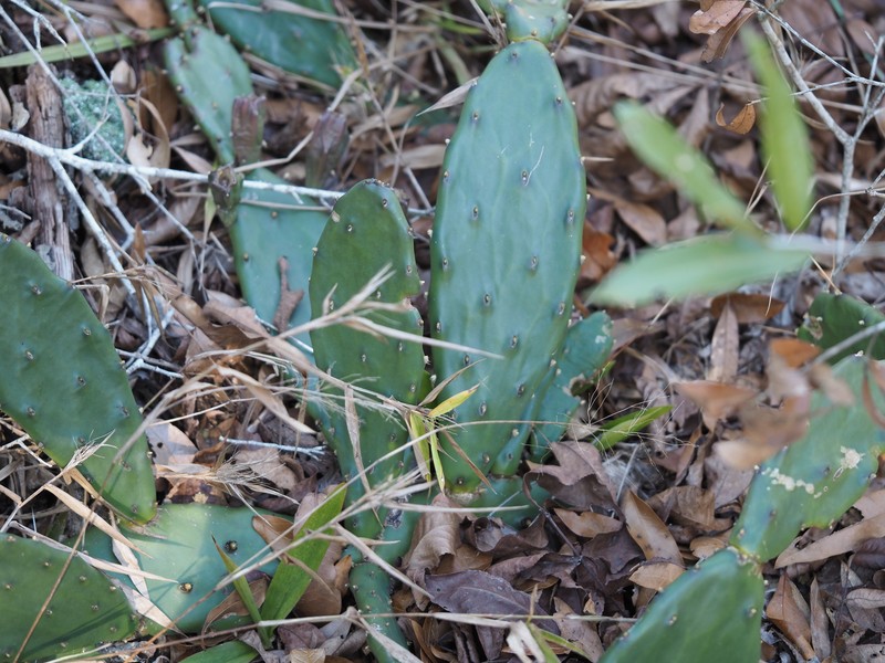 Opuntia mesacantha subsp. lata photo 4