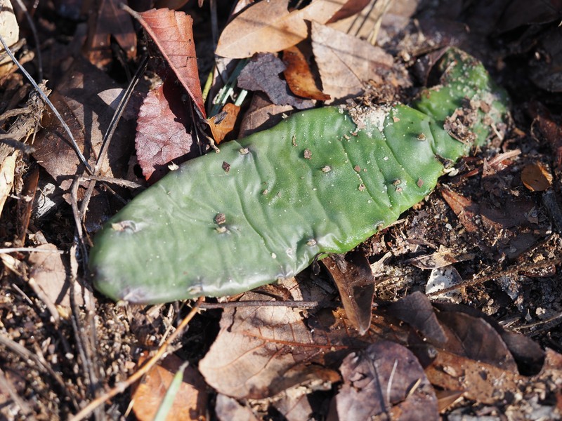 Opuntia mesacantha subsp. lata photo 5