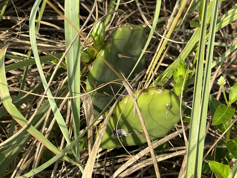 Opuntia mesacantha subsp. lata photo 6