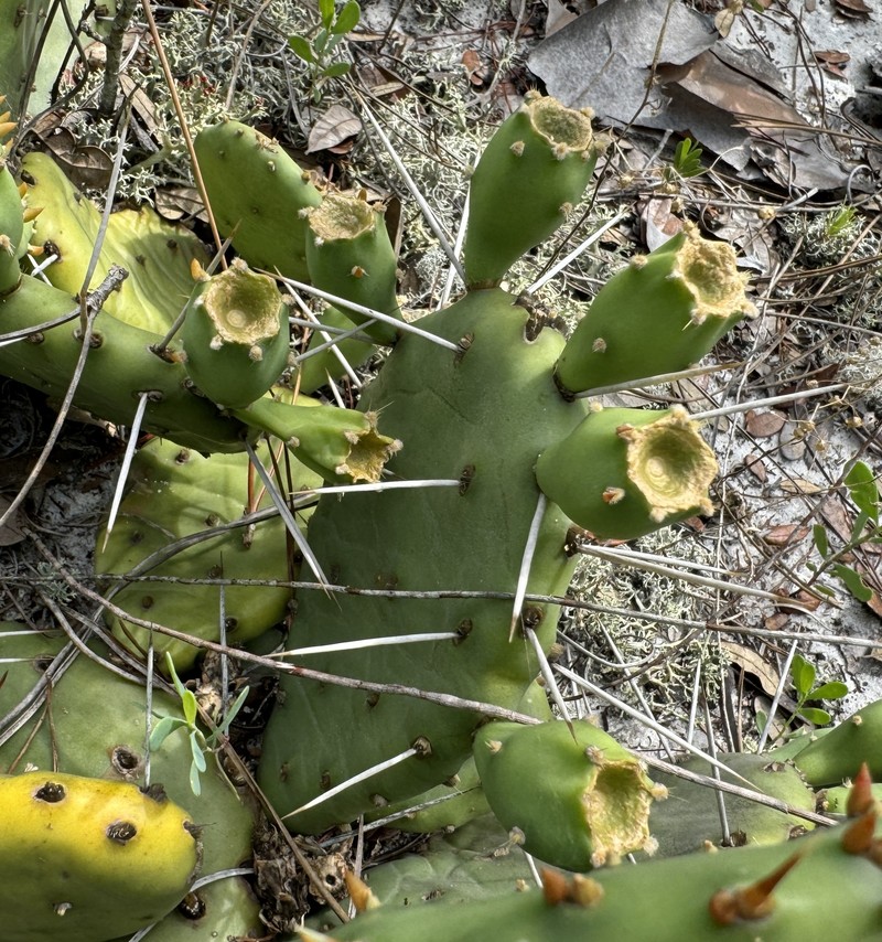 Opuntia mesacantha subsp. lata photo 8