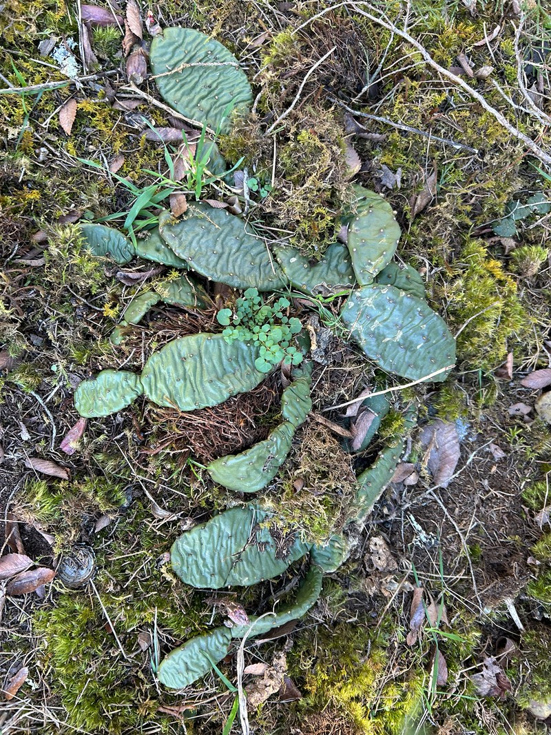 Opuntia mesacantha subsp. mesacantha