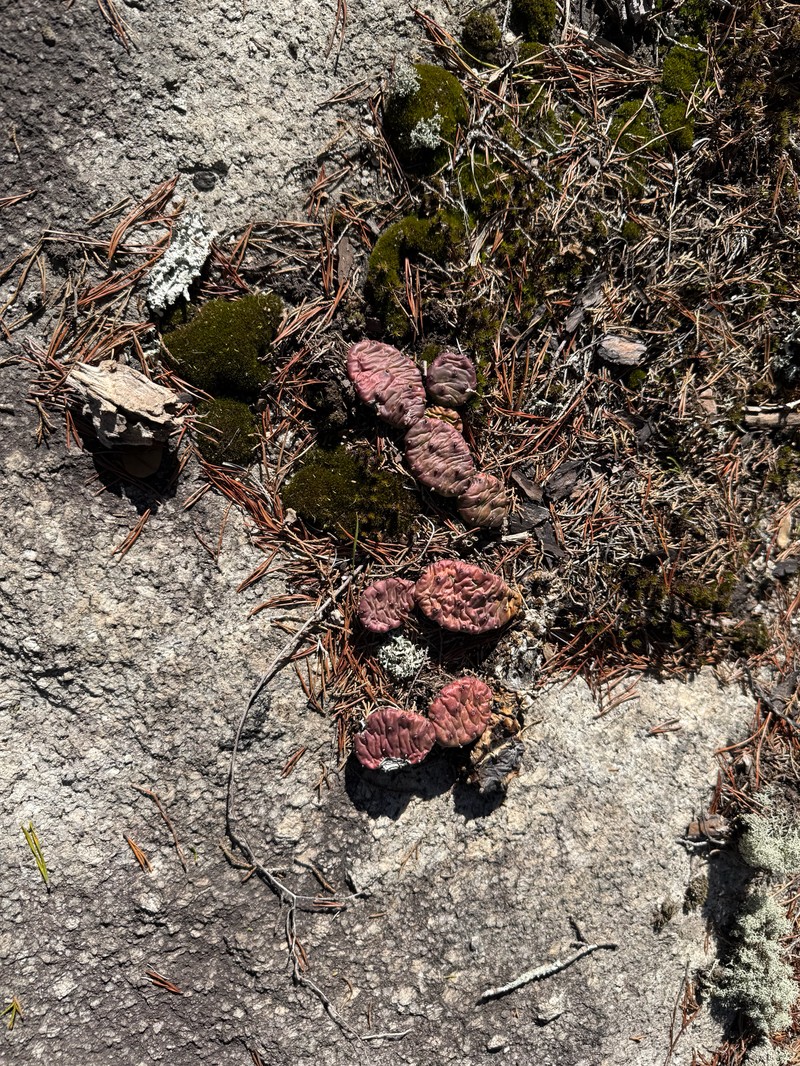 Opuntia mesacantha subsp. mesacantha photo 2