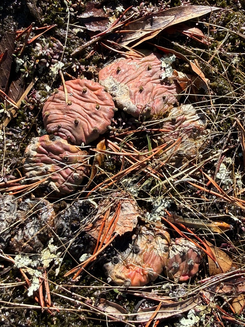Opuntia mesacantha subsp. mesacantha photo 3