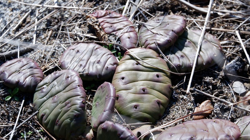 Opuntia mesacantha subsp. mesacantha photo 4