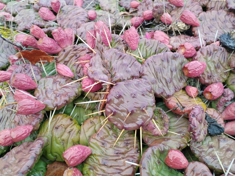 Opuntia mesacantha subsp. mesacantha photo 5