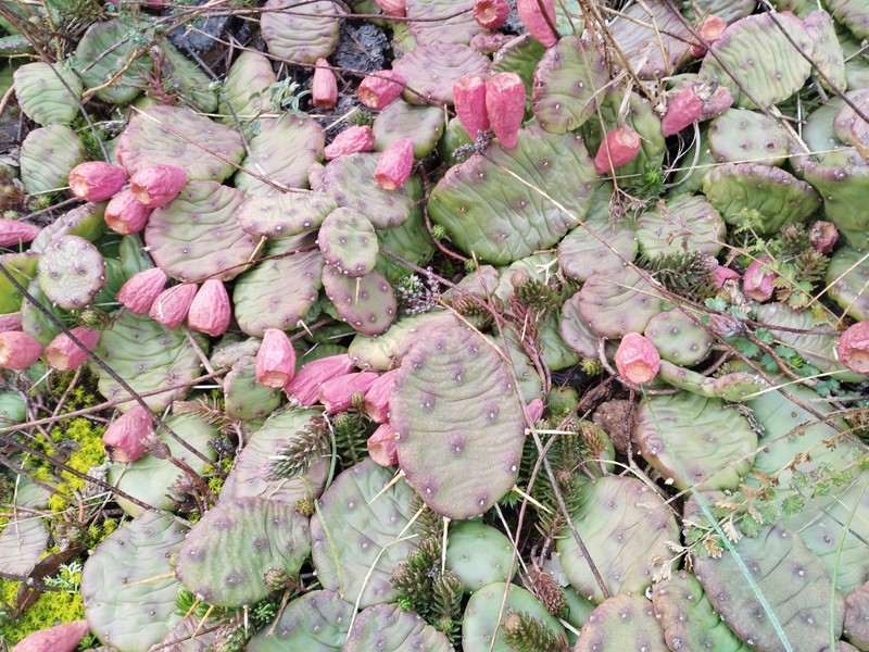 Opuntia mesacantha subsp. mesacantha photo 6