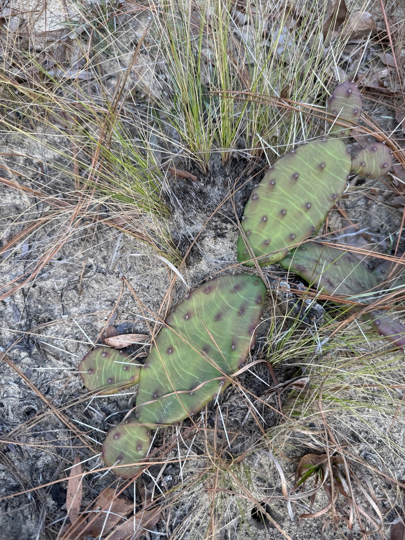 Opuntia mesacantha subsp. mesacantha photo 7