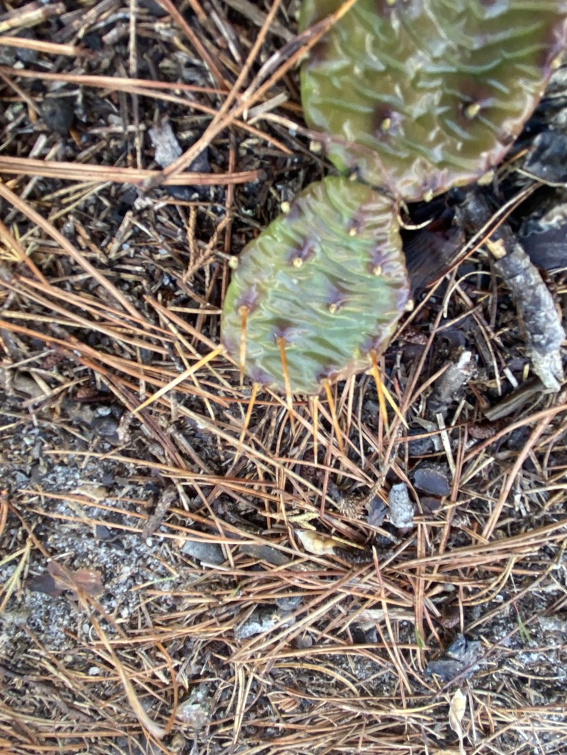 Opuntia mesacantha subsp. mesacantha photo 8