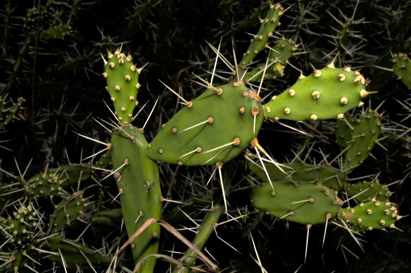Opuntia militaris