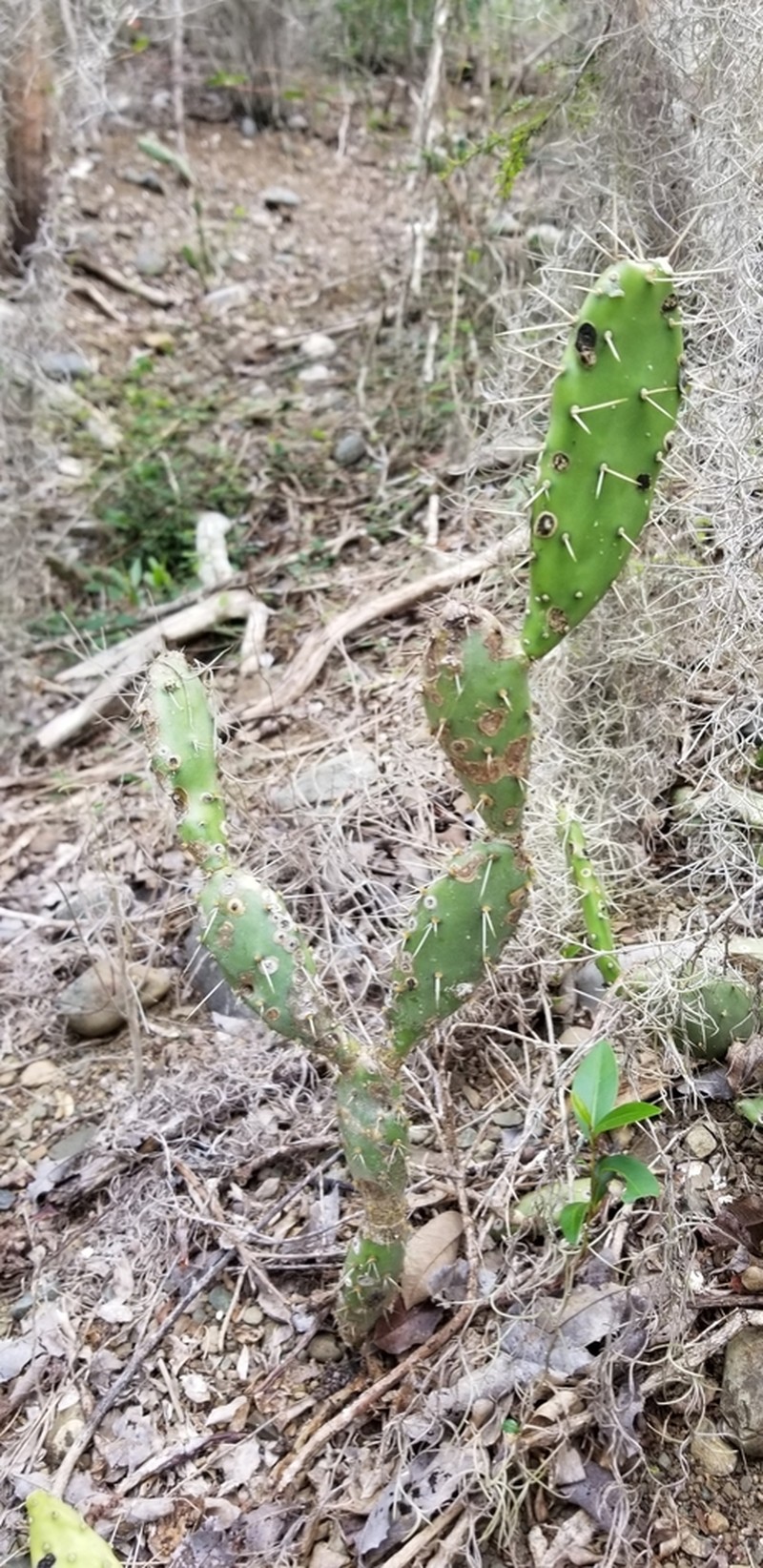 Opuntia militaris photo 2