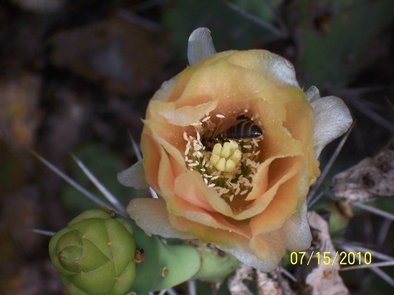 Opuntia militaris photo 3