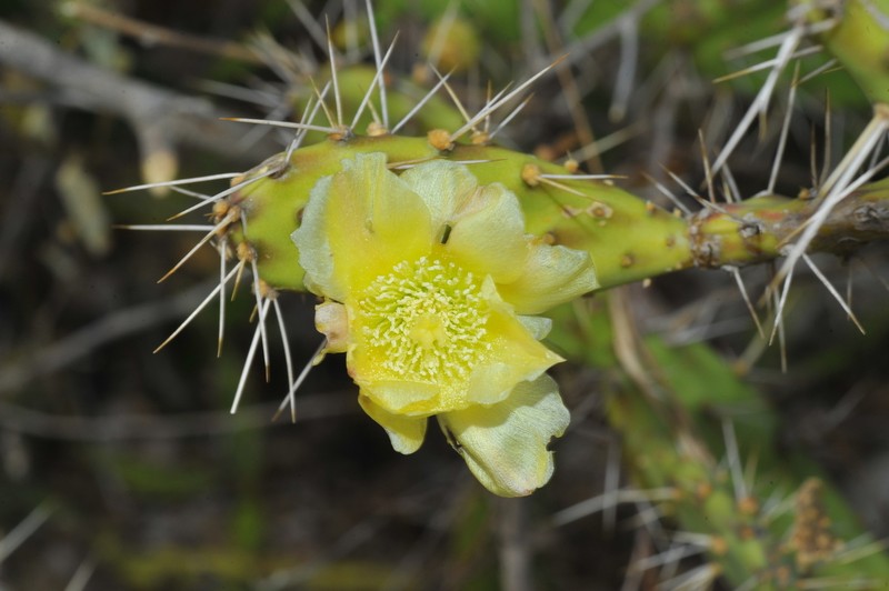 Opuntia militaris photo 4