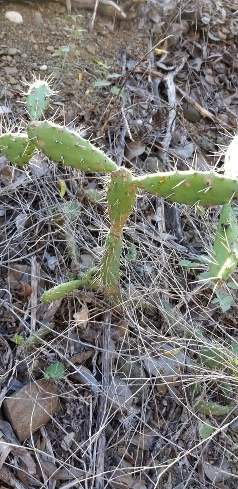 Opuntia militaris photo 5