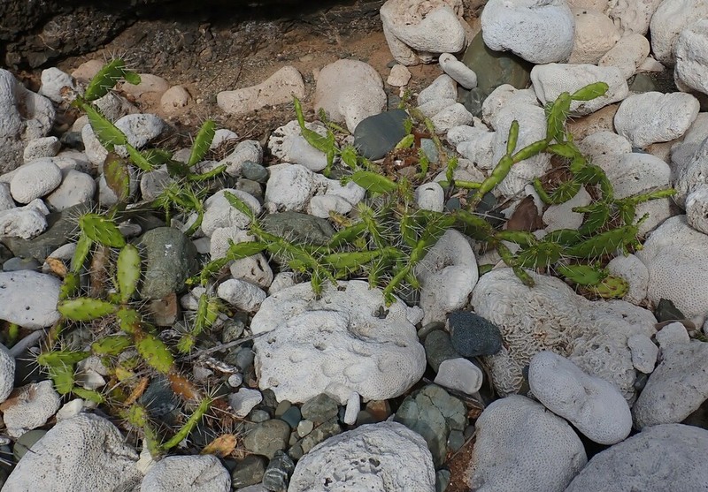 Opuntia militaris photo 6