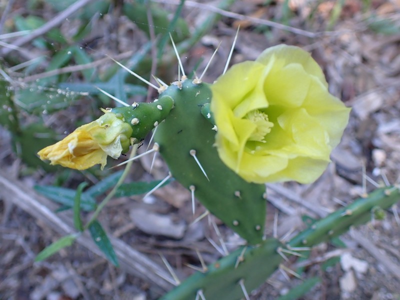 Opuntia militaris photo 7