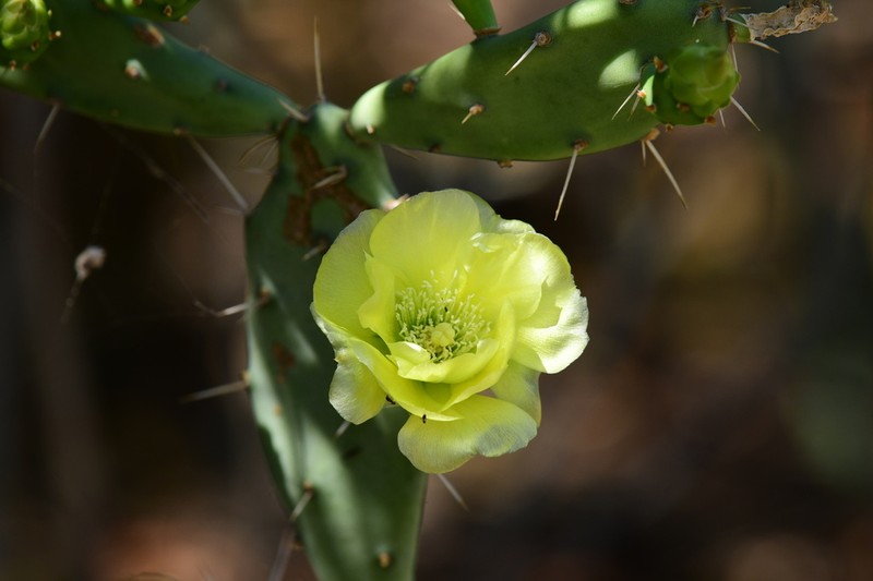 Opuntia militaris photo 8