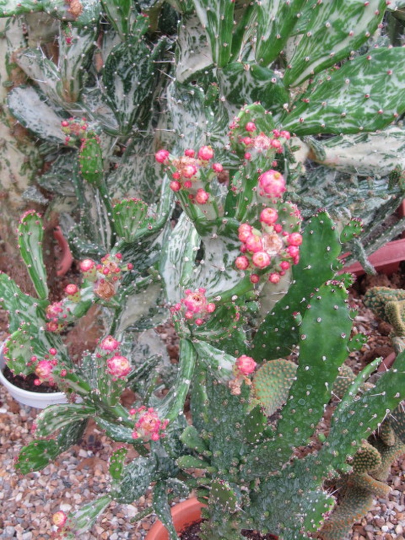 Common Pricklypear photo 4