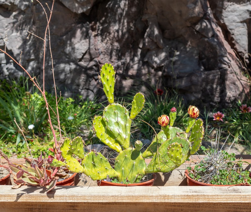 Common Pricklypear photo 2