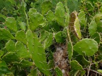 Common Pricklypear