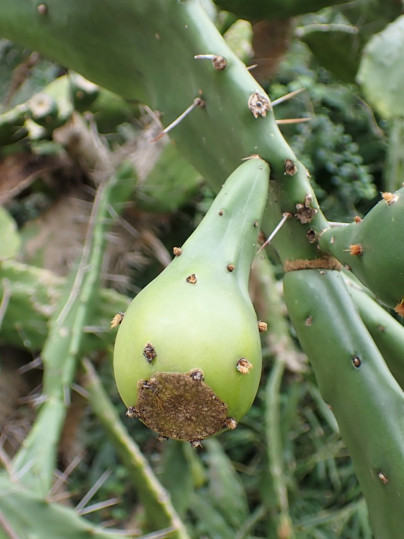 Common Pricklypear photo 3