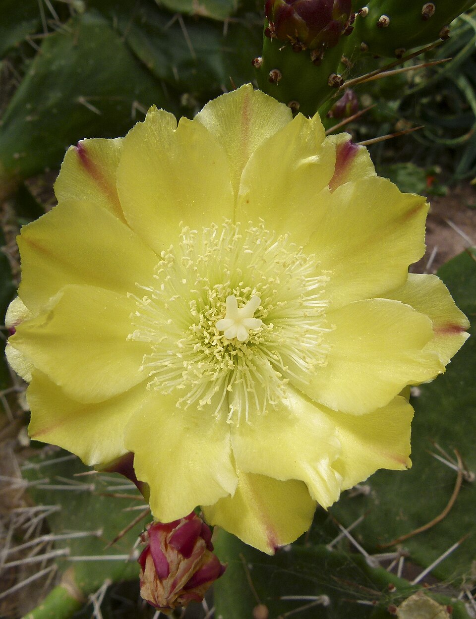 Common Pricklypear photo 5