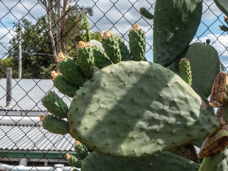 Common Pricklypear photo 6