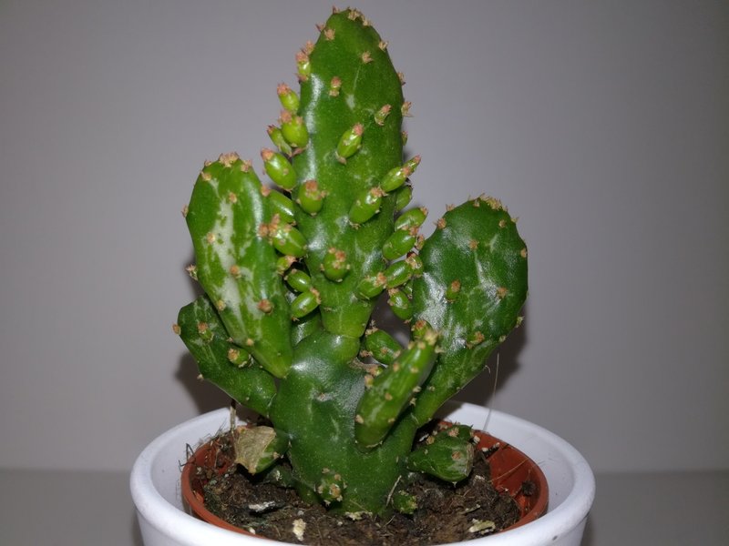 Common Pricklypear photo 7