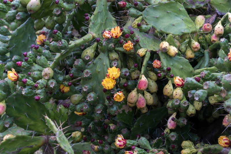 Common Pricklypear photo 8