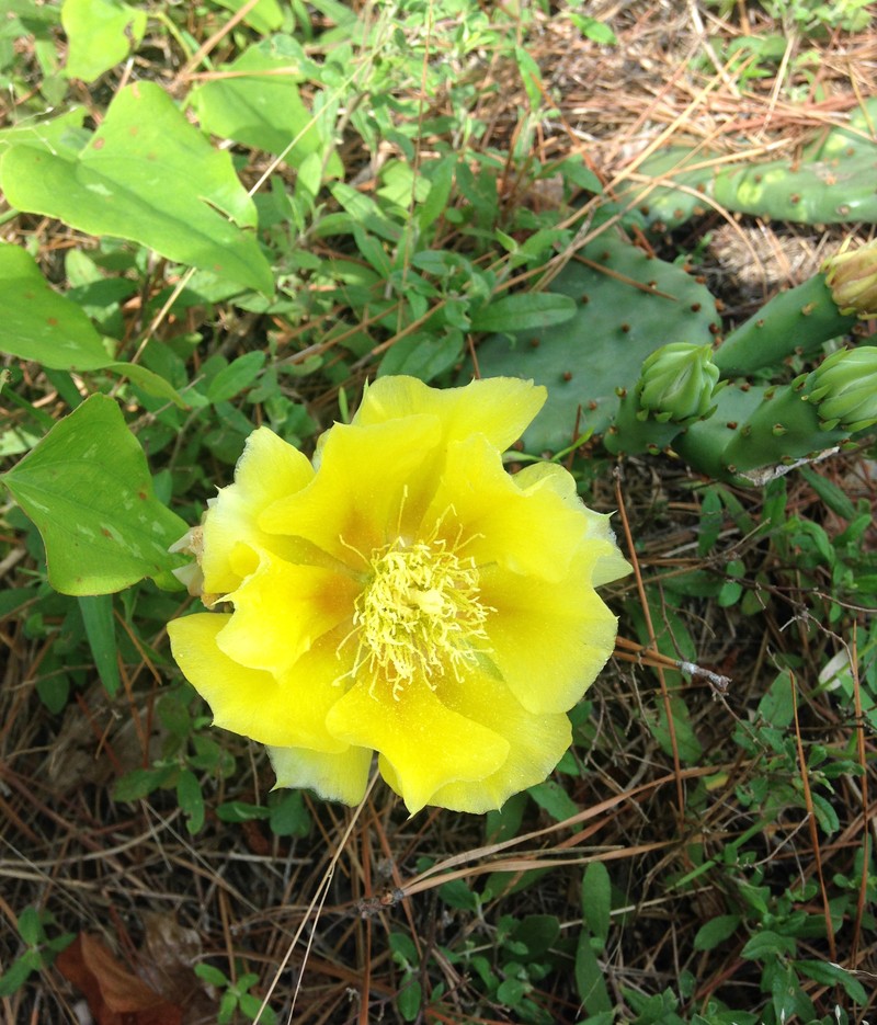 Opuntia nemoralis