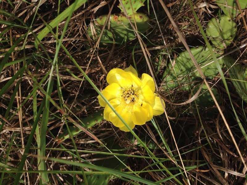 Opuntia nemoralis photo 2
