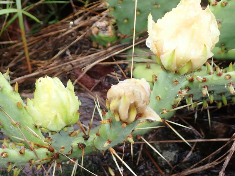 Opuntia nemoralis photo 3