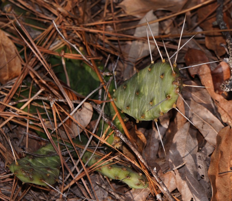 Opuntia nemoralis photo 4