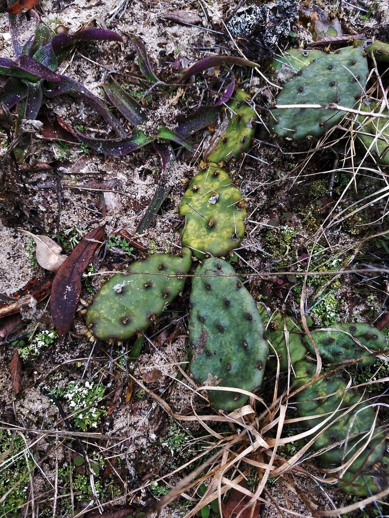 Opuntia nemoralis photo 5