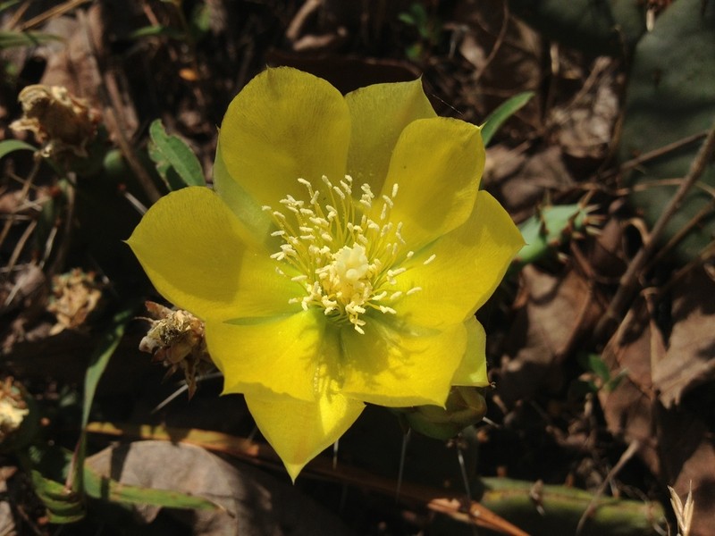 Opuntia nemoralis photo 6