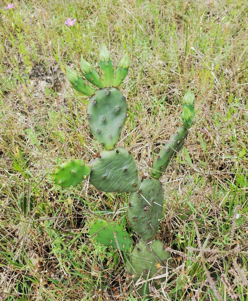 Opuntia nemoralis photo 7