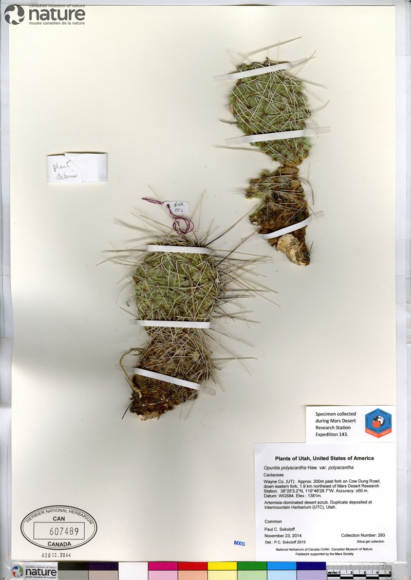 Opuntia nicholii