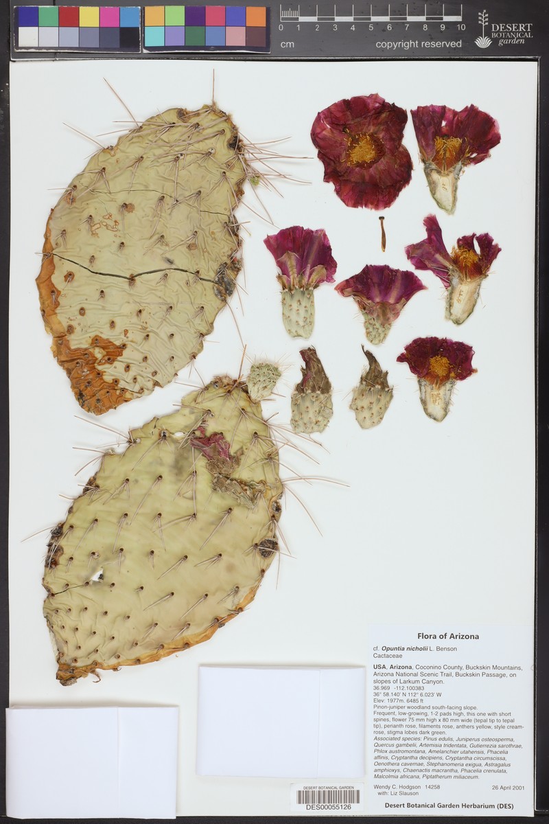 Opuntia nicholii photo 2