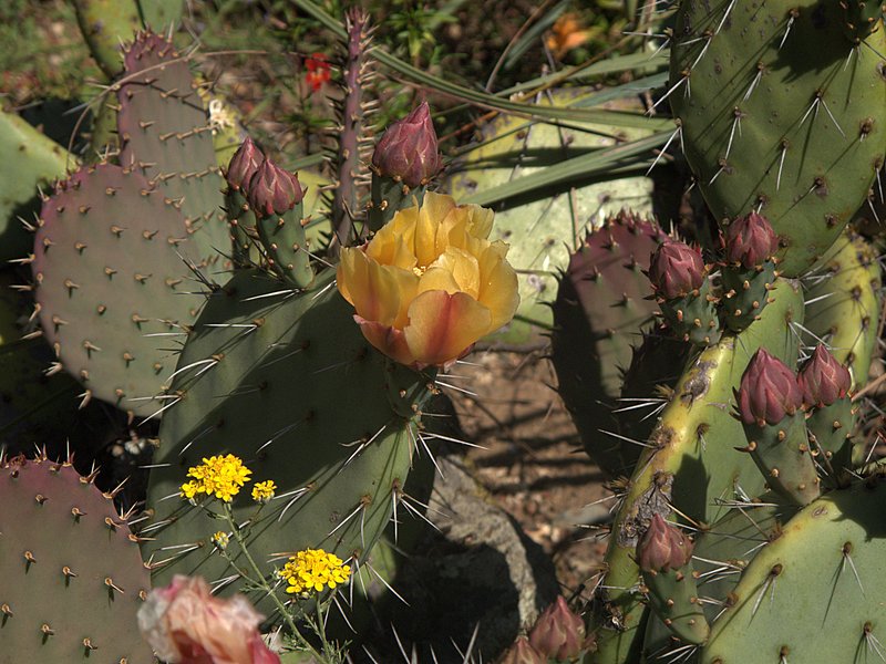 Pricklypear