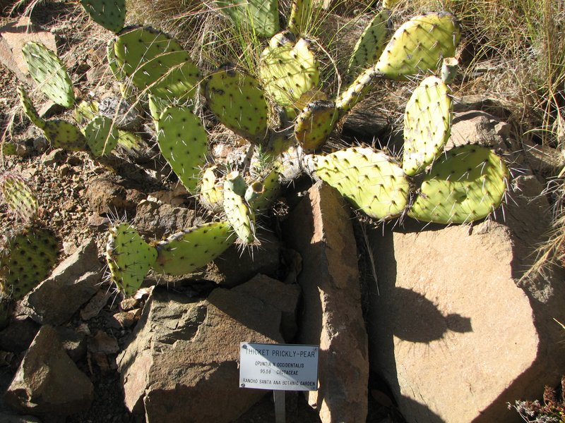 Pricklypear photo 2