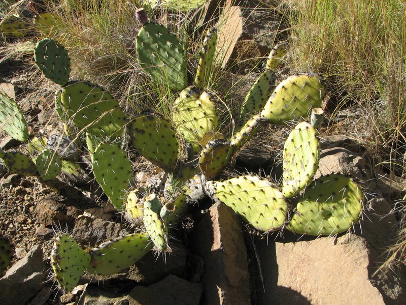 Pricklypear photo 3