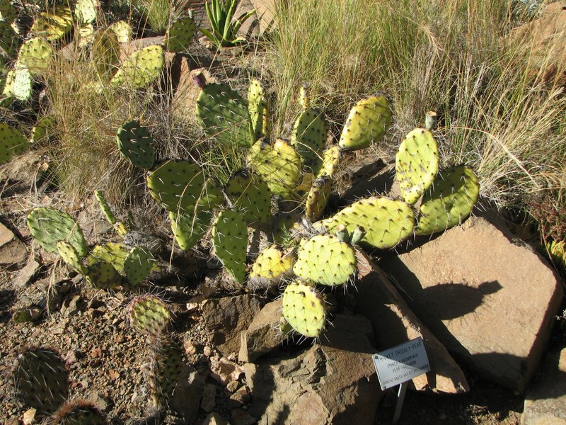Pricklypear photo 4