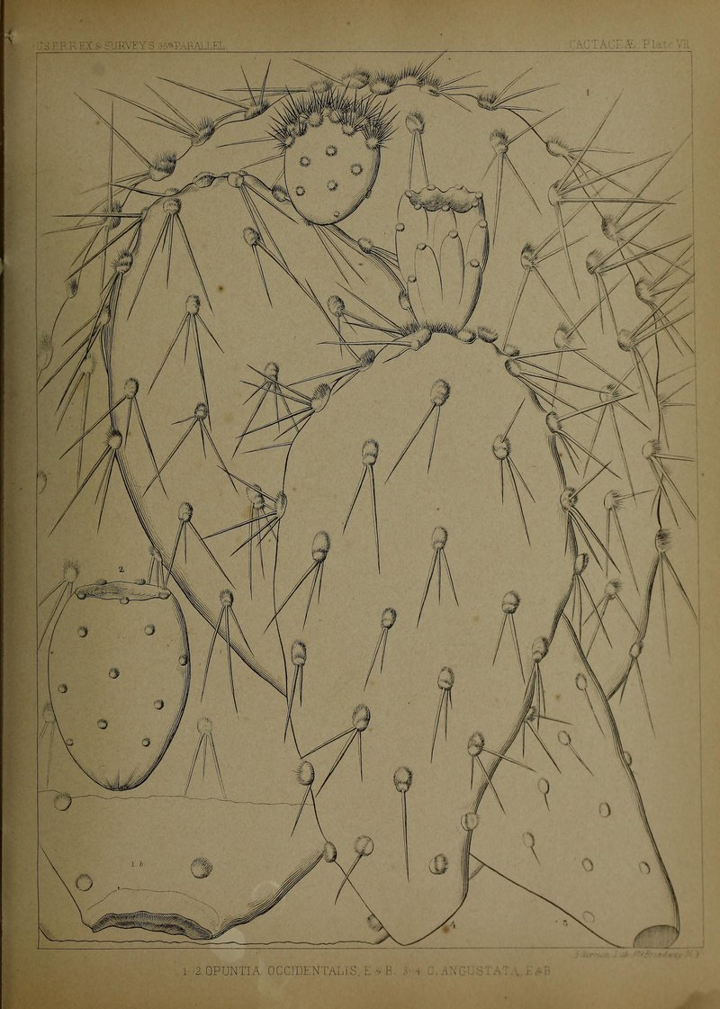 Pricklypear photo 6
