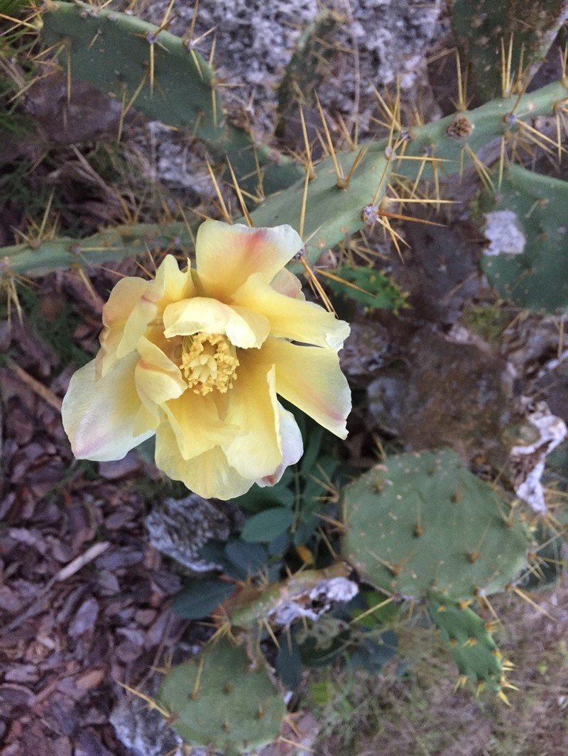 Opuntia ochrocentra